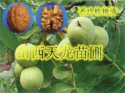 供应核桃苗8518 9818